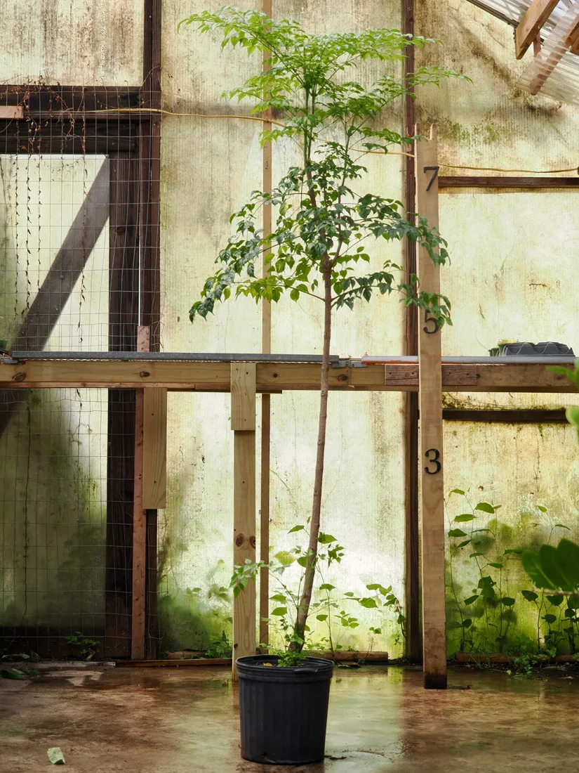 Plants from DA HING