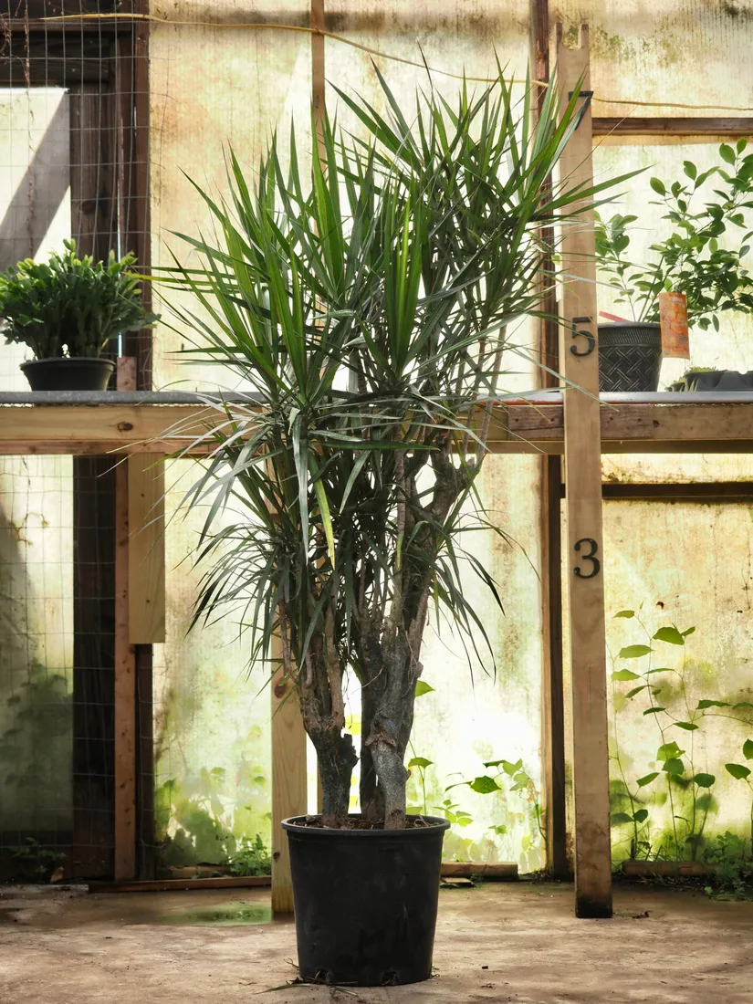 Potted plants from DA HING